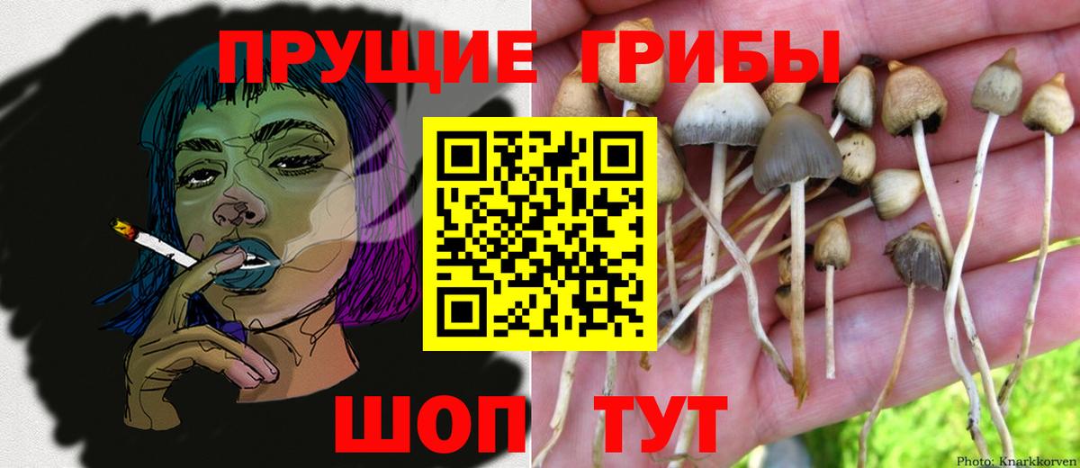 Избербаш  Галлюциногенные грибы прущие грибы  Вход с VPN  Галлюциногенные грибы мицелий 